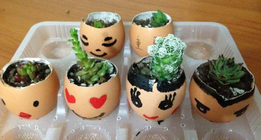 鸡蛋壳养花需要炒吗