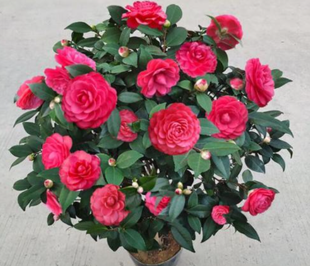 盆栽茶花怎么养