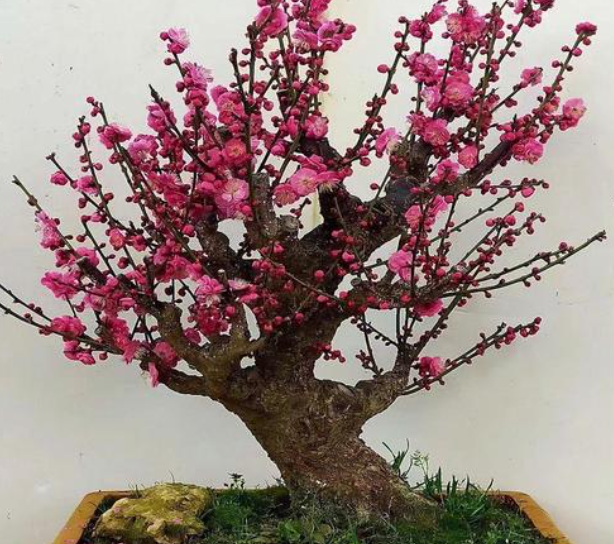 如何确定盆栽梅花是否活过来