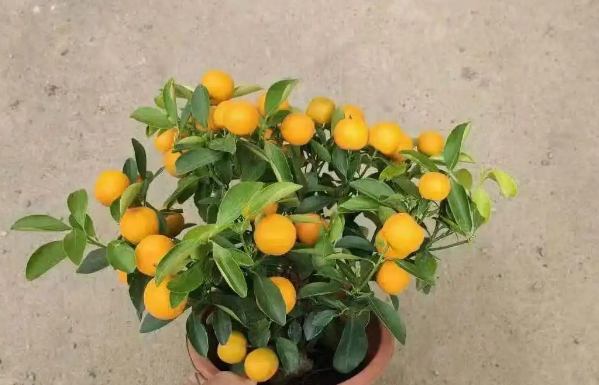 盆栽橘子树的养殖方法