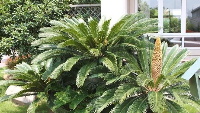 家门前种了三棵铁树好吗