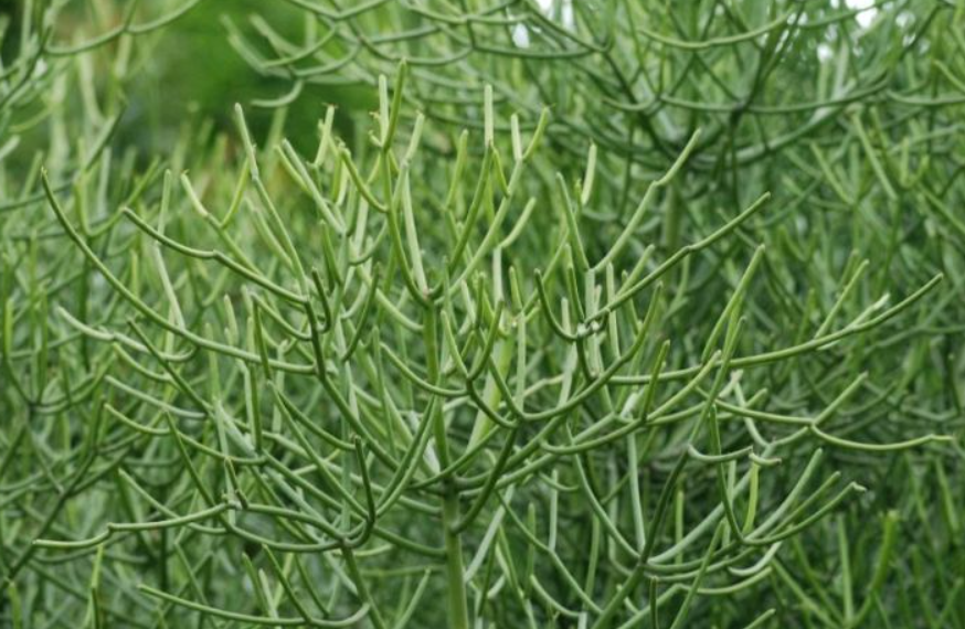 绿玉树什么时候开花