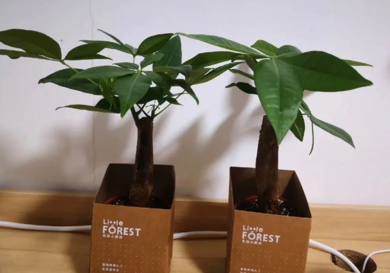 小盆栽发财树几天浇水一次