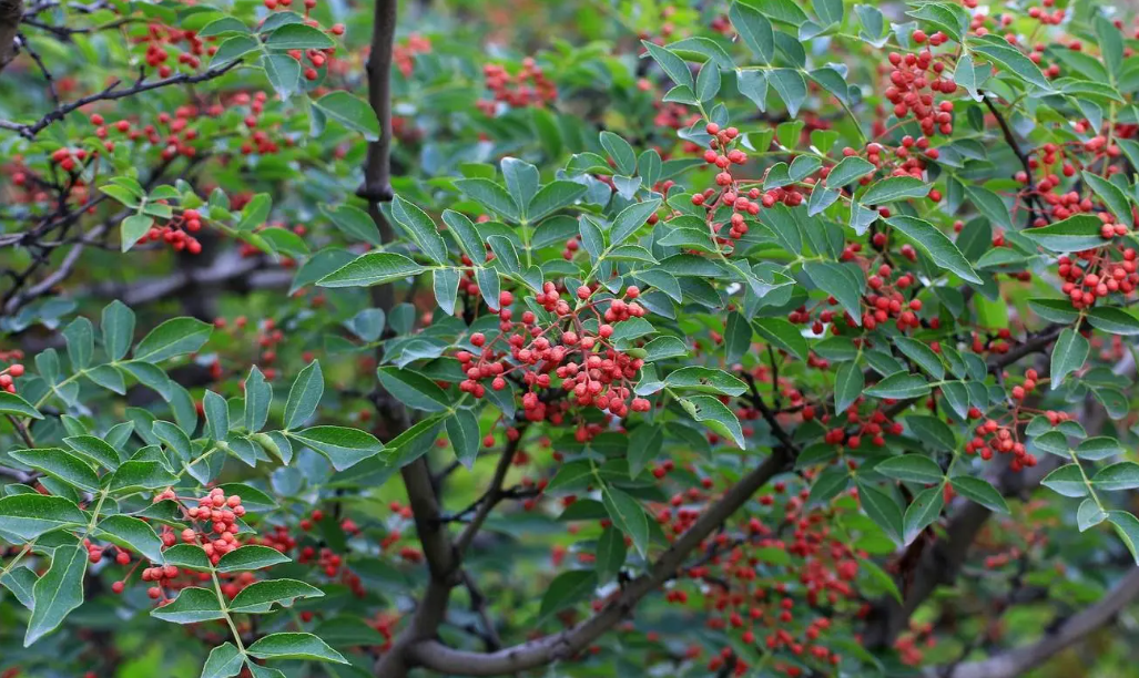花椒怎么剪枝