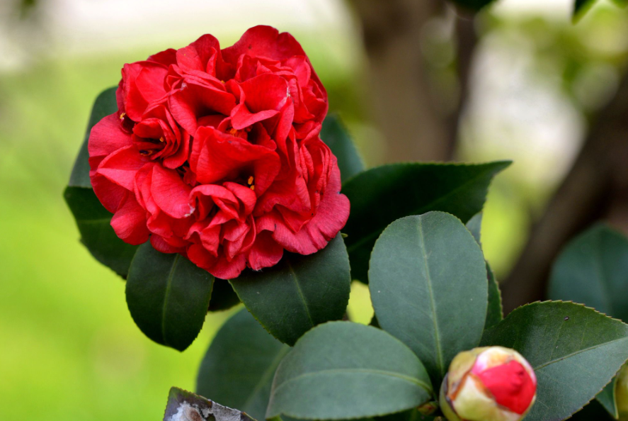 茶花什么品种最好