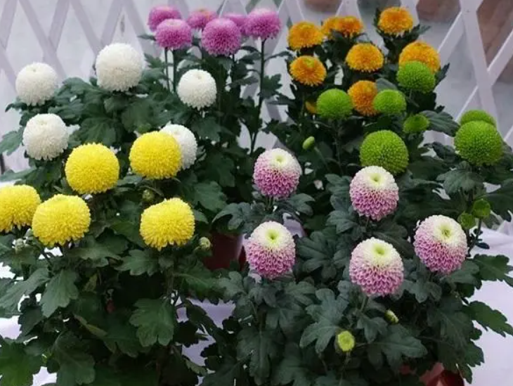 乒乓球菊花适合室内养吗