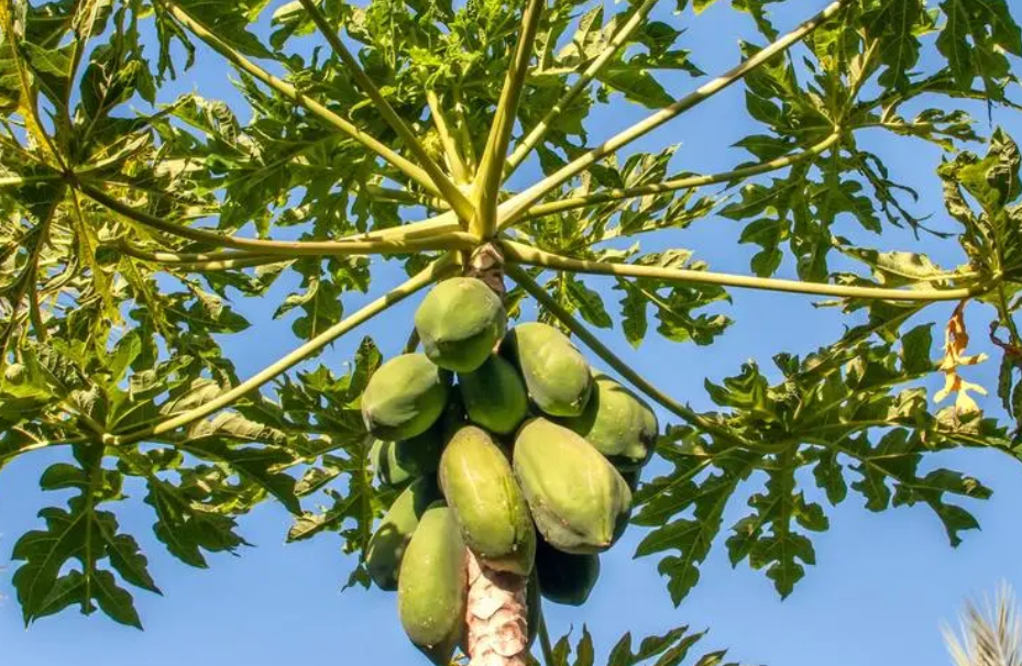 木瓜树在风水学的寓意