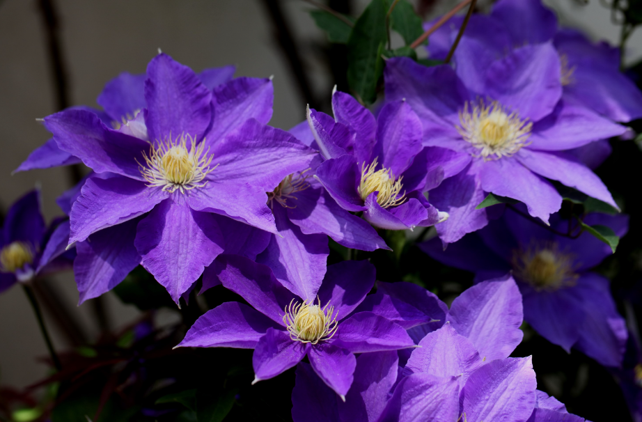 桂花树下适合种什么植物