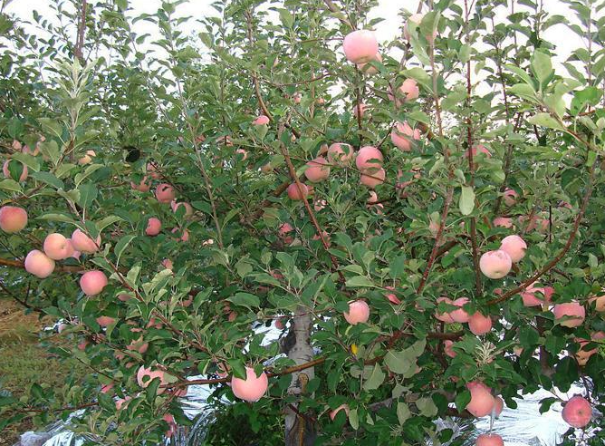 苹果树适合在什么地方种植