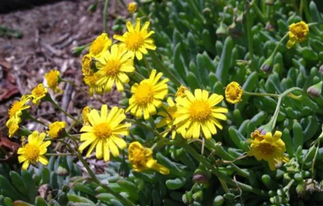 黄花新月要晒太阳吗