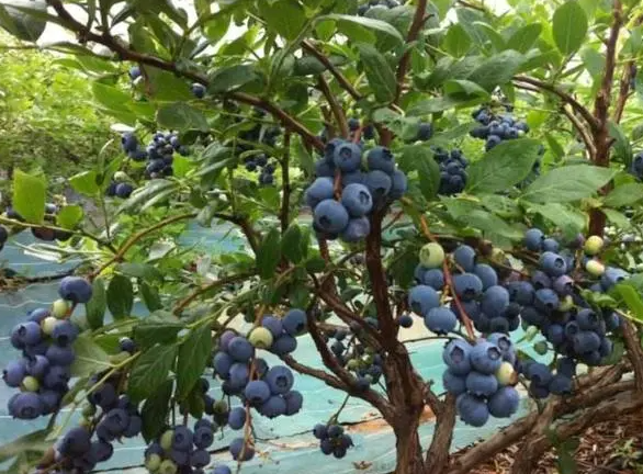 蓝莓树夏天能暴晒吗