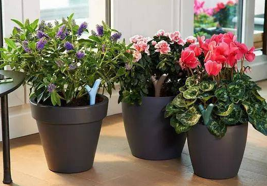 刚换盆的花什么时候浇水