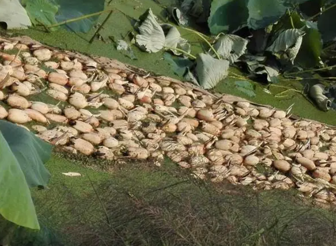 莲藕开花施肥最佳时间