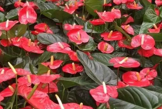 花烛怎么养才能更旺盛