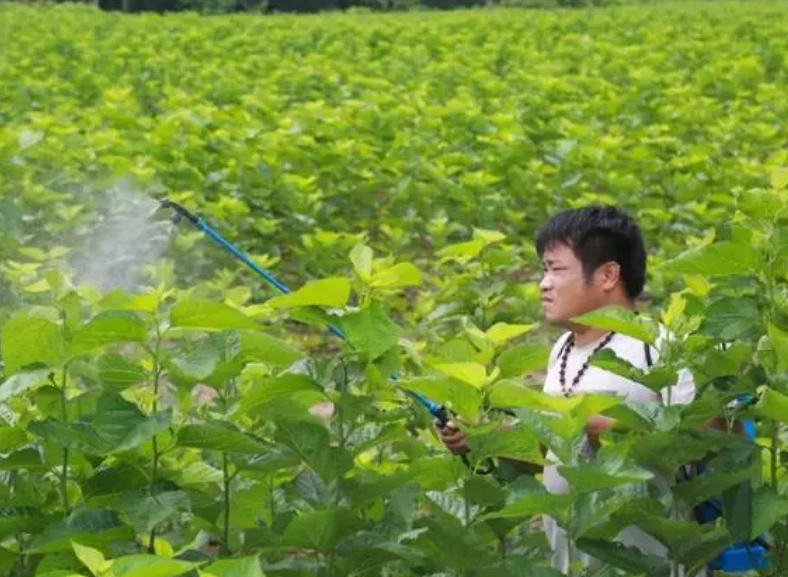 桑树专用农药