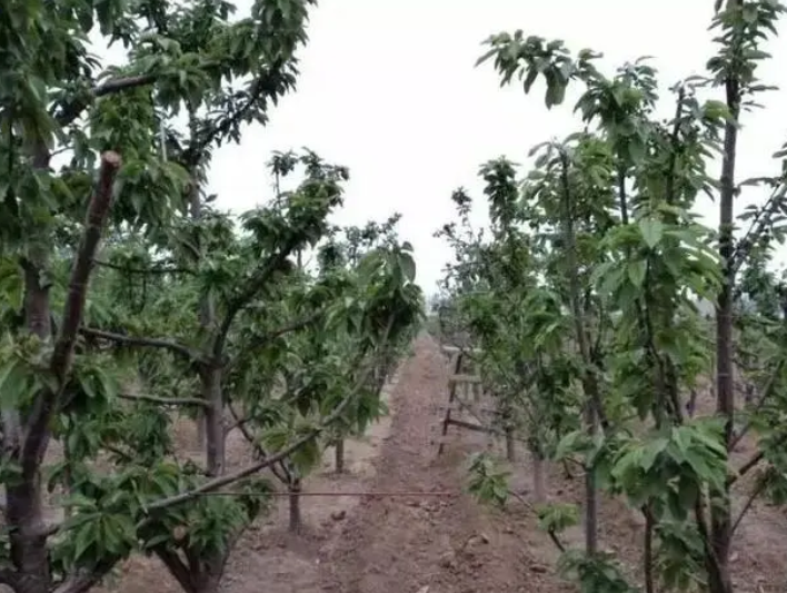 樱桃树移栽时间与方法