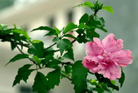 家里养木槿花有讲究吗