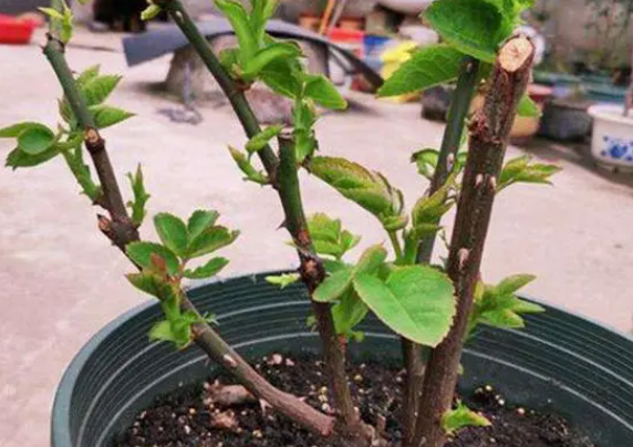 室外月季花冬天怎么剪枝