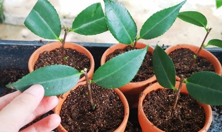 茶花扦插繁殖最佳时间