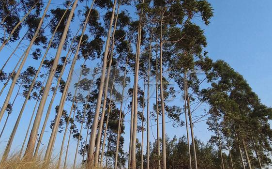 为什么禁止种植桉树