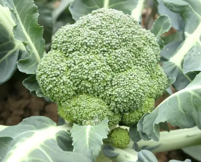 西兰花的生长环境