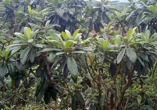 幼年枇杷树如何修枝