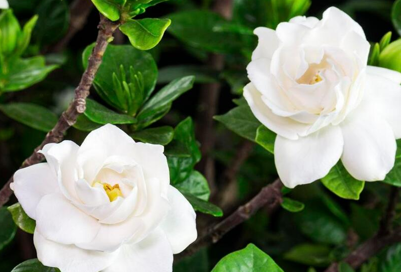 栀子花的形态特征