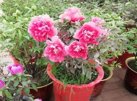 移栽牡丹花如何浇水