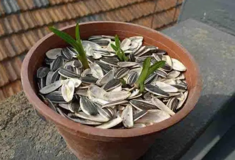 瓜子皮放花盆里有什么好处