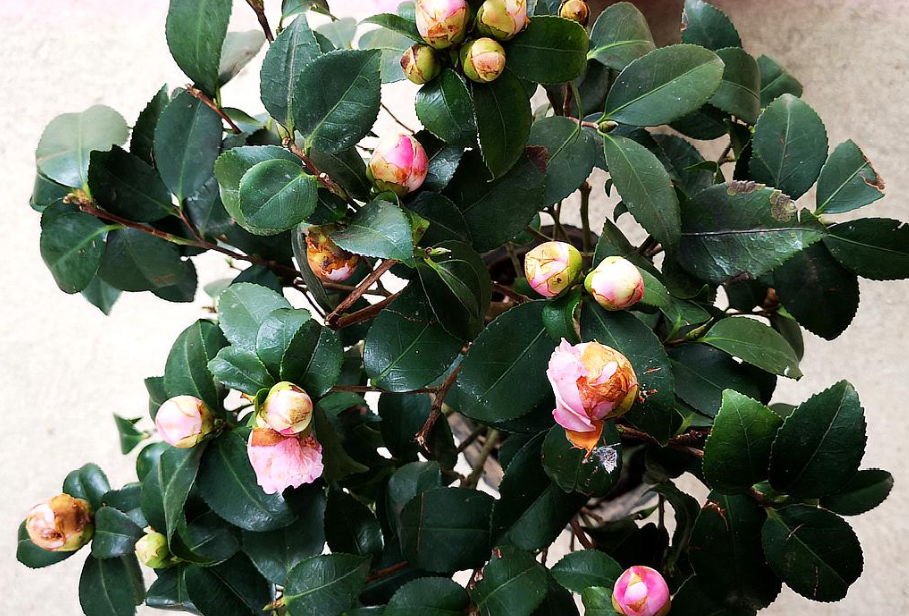 带花苞的茶花可以扦插吗