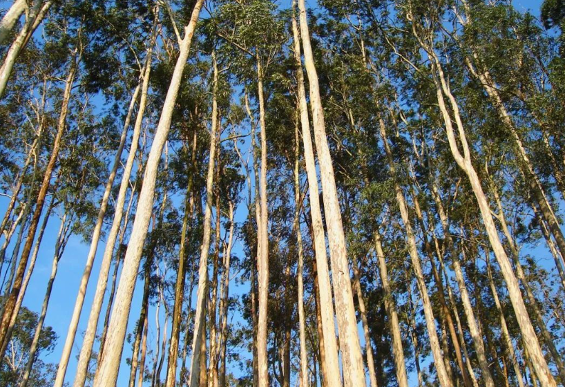 桉树两年能长到50斤吗