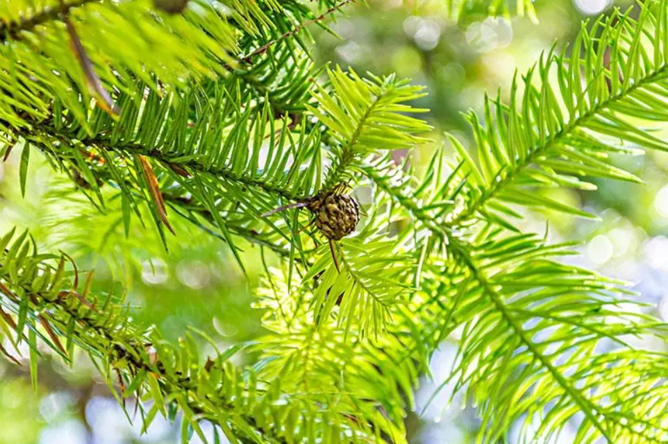 杉树适合种在小区里吗风水