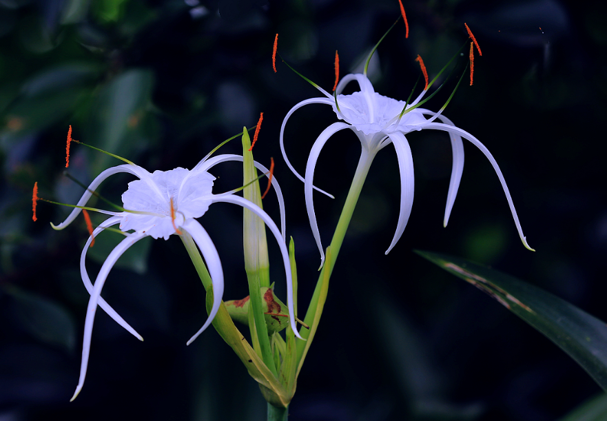 水鬼蕉的花语和禁忌