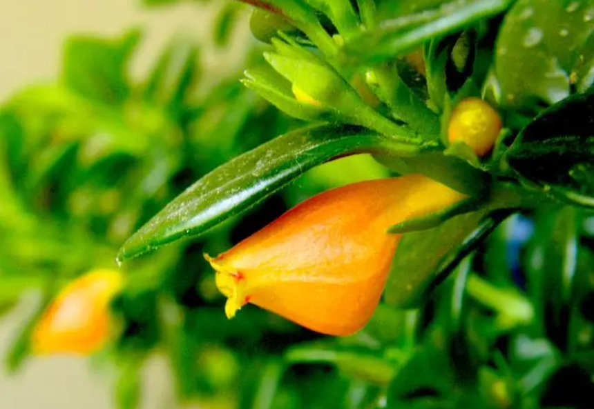 金鱼花用什么肥料