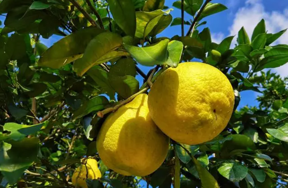 嫁接柠檬树几年结果