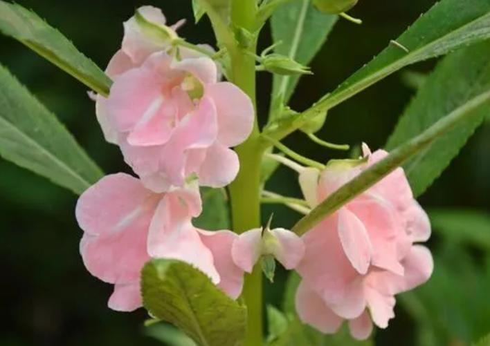 凤仙花怎么样养活好