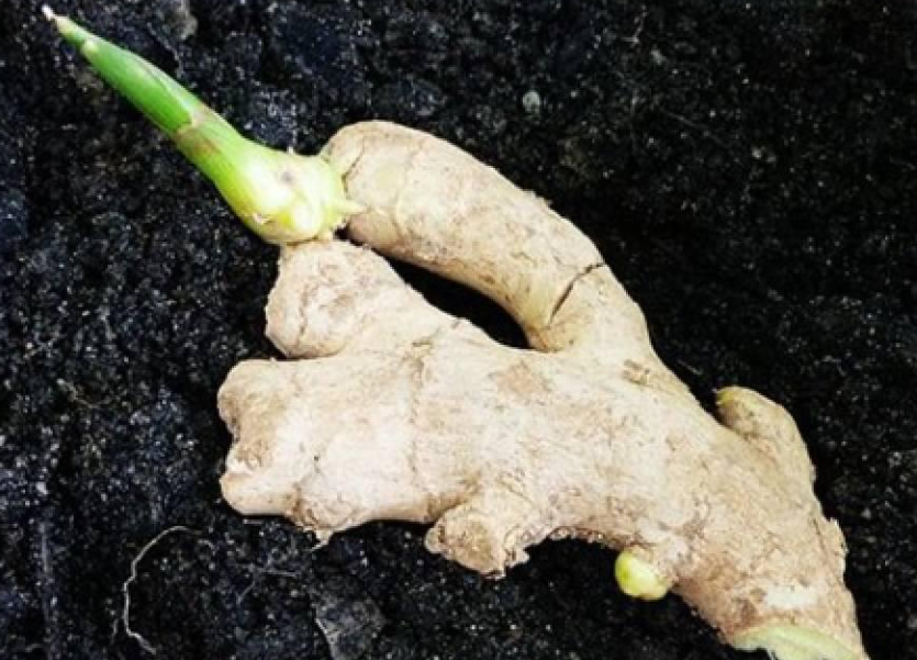 在家花盆如何种姜