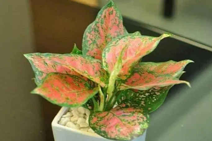 如意花可以水培要加多少水