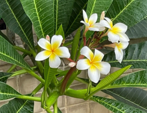 鸡蛋花树什么时候开花
