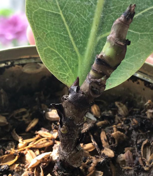 砍掉的榕树粗枝能扦插活吗