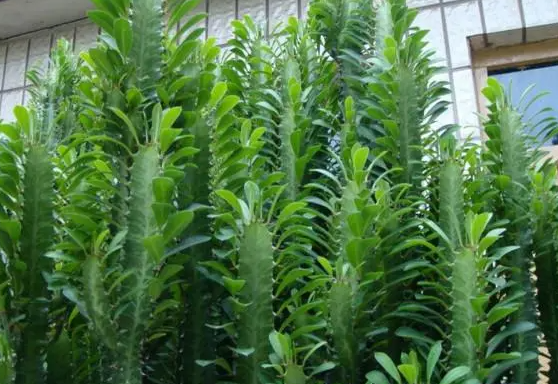 龙骨花喜欢阳光还是阴凉地方