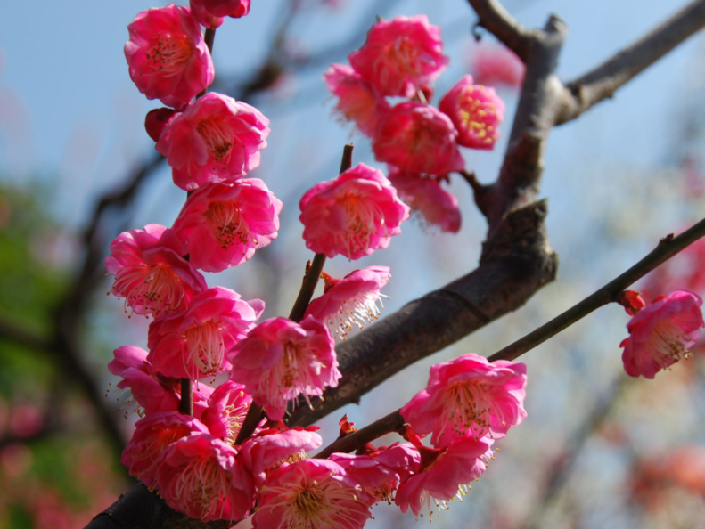 梅花在哪个季节开
