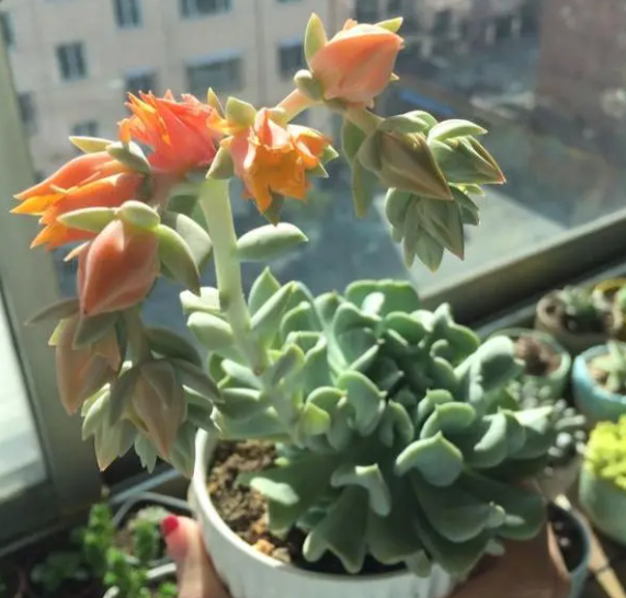 多肉开花了怎么处理