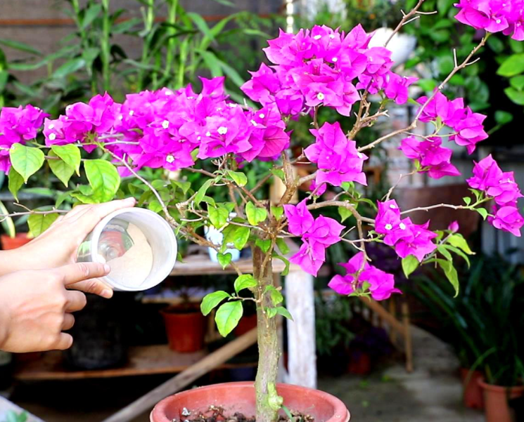 三角梅花后施什么肥