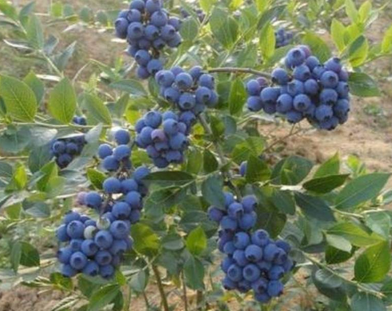 蓝莓树几月份栽种最好活