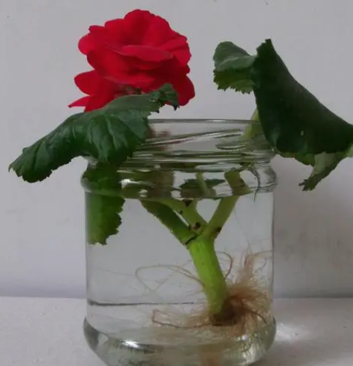 海棠花的水培方法和注意事项