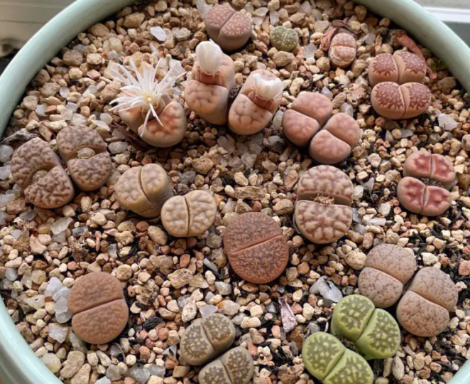 生石花常见品种