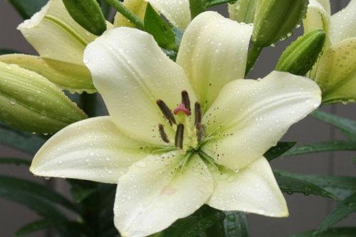 香水百合花蕊要剪掉吗