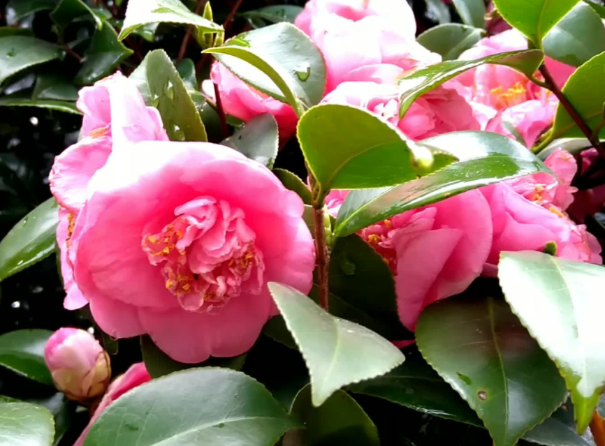 茶花下雨天能淋雨水吗