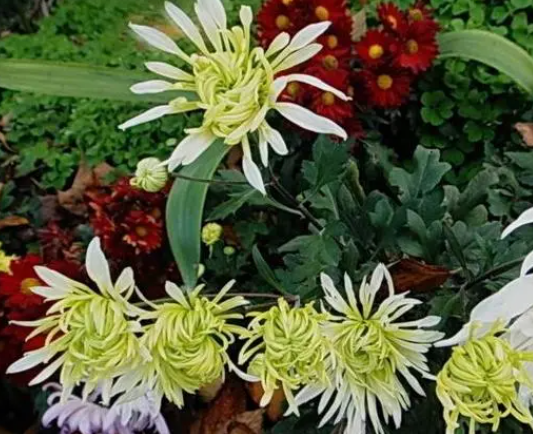 菊花开花的时候淋雨吗